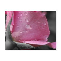 Pink & Black Postcard