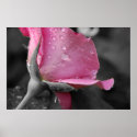 Pink & Black Poster posters