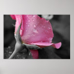 Pink & Black Poster