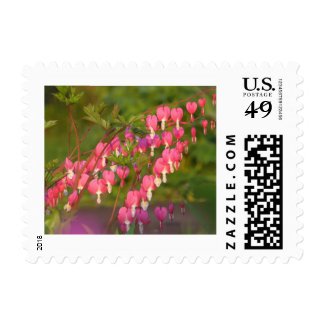 Pink Bleeding Heart Flowers Stamps