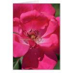 Pink Bloom Cards