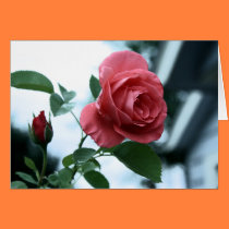 Pink Blooming Rose Happy Mother's Day Card cards