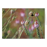 Pink Blooms and Bumble Bee Greeting Cards