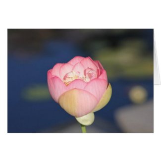 Pink Blossom card