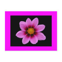 Pink Blossom Greeting postcards
