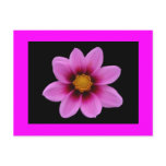 Pink Blossom Greeting Post Cards