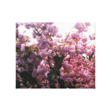 Pink Blossom Stretched Canvas Print