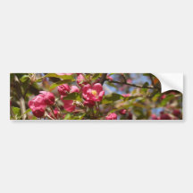 Pink Blossoms Bumper Stickers