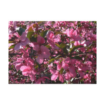 Pink Blossoms Canvas Print