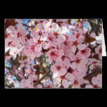 Pink Blossoms Card
