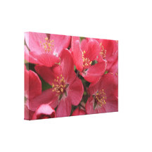 Pink Blossoms Gallery Wrap Canvas