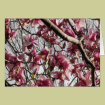 Pink Blossoms cards