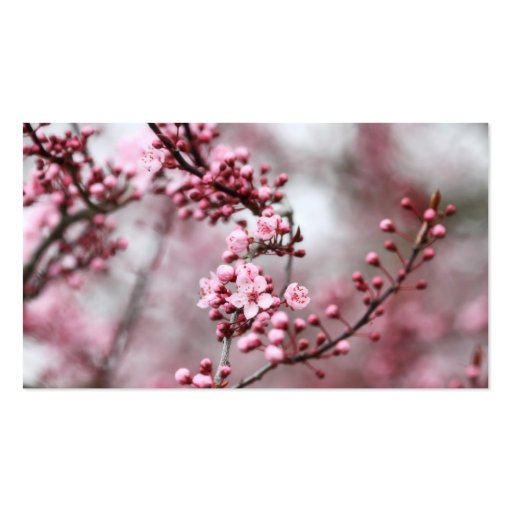 Pink Blossoms in Spring Photo Business Cards (back side)