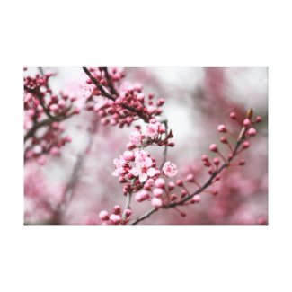 Pink Blossoms in Spring Photo