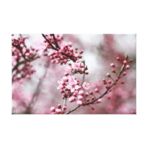 Pink Blossoms in Spring Photo Stretched Canvas Print