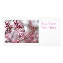 Pink Blossoms in Spring Photo Custom Photo Card