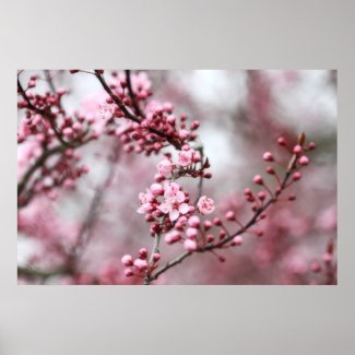 Pink Blossoms in Spring Photo