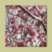 Pink Blossoms magnets