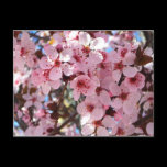 Pink Blossoms Postcard