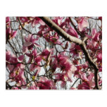Pink Blossoms Postcards
