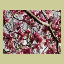 Pink Blossoms postcards