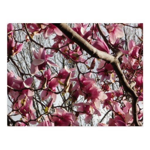 Pink Blossoms Postcards