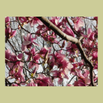 Pink Blossoms posters