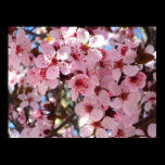 Pink Blossoms Print