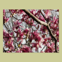 Pink Blossoms posters