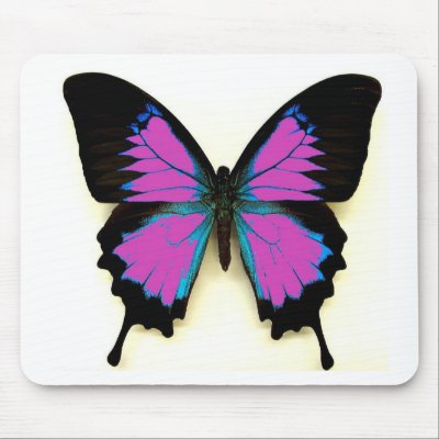 pink and black butterfly