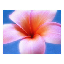 Pink & Blue Plumeria Frangipani Hawaii Flower Photo Print