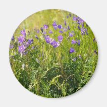 Pink Bluebell (Campanula Rotundifolia) flowers Magnet