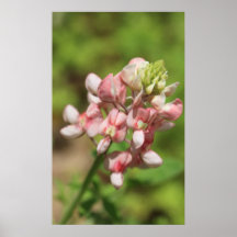 Pink Bluebonnet Poster