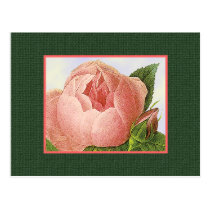 Pink Botanical Rose Blank Art Postcard postcards