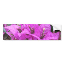 Pink Bougainvillea Flowers bumper stickers