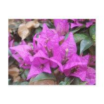 Pink Bougainvillea Flowers Postcard by kit2008 Pink Bougainvillea Flowers Postcard