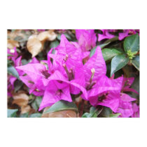 Pink Bougainvillea Flowers posters