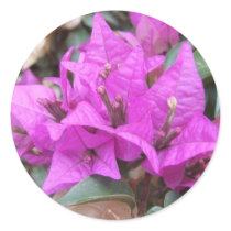 Pink Bougainvillea Flowers Sticker