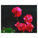 Pink bougainvilleas full color flyer
