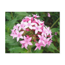 Pink Bouquet postcards