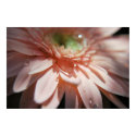 Pink Bubbles posters