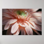 Pink Bubbles Print
