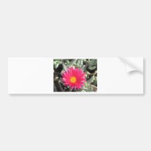Pink Bumper Stickers