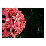 Pink Business Cards
