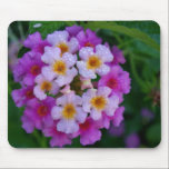 Pink Butterfly Weed Flowers mousepads