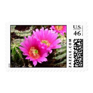 Pink cactus blossom postage stamp