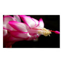 Pink Cactus Flower Print by artstr Pink Cactus Flower Print