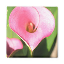 Pink Cala Lily magnets by ggbythebay Pink Cala Lily magnets