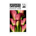 Pink Calla Event And Wedding Postage Stamp