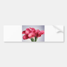 Pink Calla Lilies Bumper Sticker